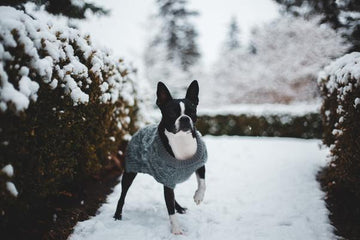 Συμβουλές για να περάσετε όμορφα και με ασφάλεια αυτόν τον χειμώνα με το σκύλο σας