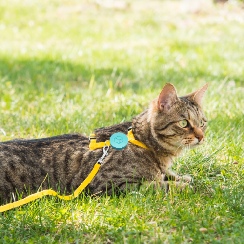 P-Tini Tracker για Κατοικίδια