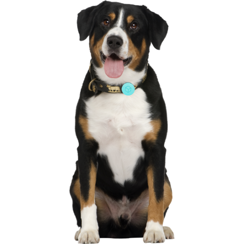 P-Tini Tracker για Κατοικίδια