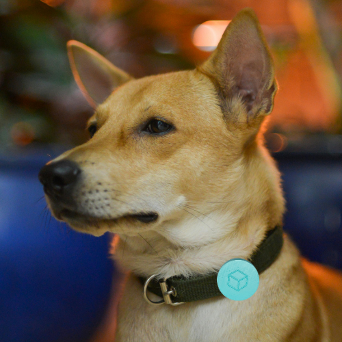 P-Tini Tracker για Κατοικίδια